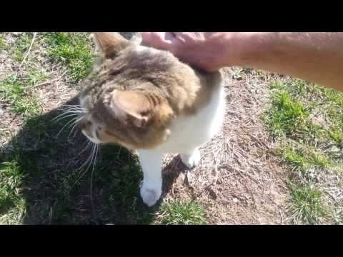 fun cat Jude & the fire pit! Jude sure knows how to let you know he Loves you!! New! Spring Time!!