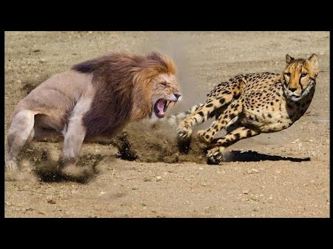 , title : 'Shuhudia Nan Mkali Simba na Chui Pambano Ona Kilichotokea Leopard Vs Lion ,Lion Vs Cobra'