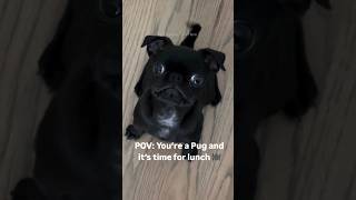 Download lagu #54 Funniest Cats And Dogs videos 🐶🐱 #funny #animals #cuteanimals mp3