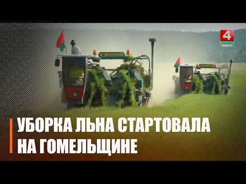 Сезон теребления льна стартовал на Гомельщине