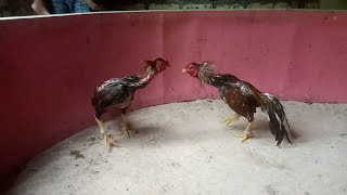 Download lagu ayam 3D,ayam  tiga darah, ayam bangkok super, ayam super lock,bangkok ngalung mp3