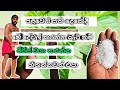 මිරිස් වගාව Episod 02 Farming Mybackyardgarden Homegardening Agriparadise Backya