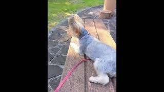 ベンチでくつろぐももちゃん#ヨーキー #癒し #お散歩 #犬のいる暮らし #可愛い#毎日ももちゃん