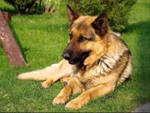 Kuta/ Dog vomit aur khansi Elaj Dr Ashraf Sahibzada