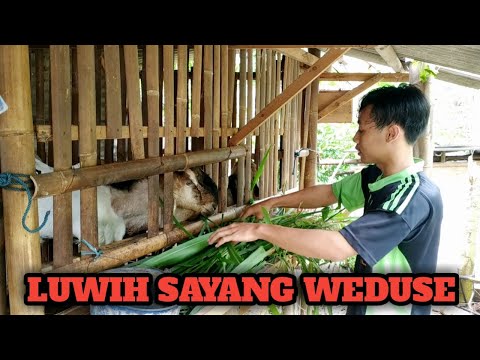 luwih-sayang-weduse-ojo-golek-romantis