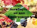 Я есмь истинная виноградная Лоза, а 