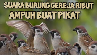 Download lagu suara burung gereja ribut sangat ampuh buat pikat mp3
