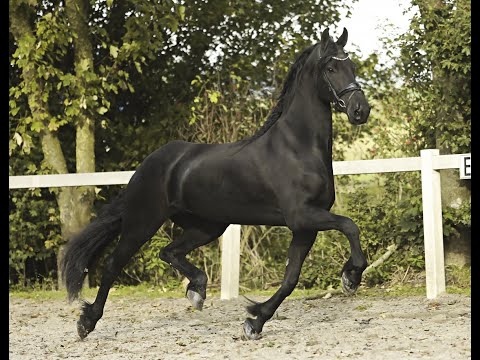 Stal Okkema's Afke *sport* - Jehannes x Haitse - Star mare - 2016 - 1.66m