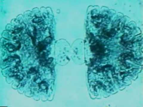 L'Aventure des Plantes   1982   01   A La recherche de la toute première plante
