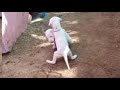 cute rajapalayam puppies playing together