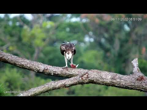 Osprey Devours Fish and Enjoys the View for Forty Minutes in Savannah