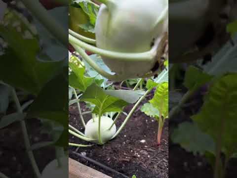 Have you ever grown kohlrabi? #garden #gardening #gardeningtips #growyourownfood