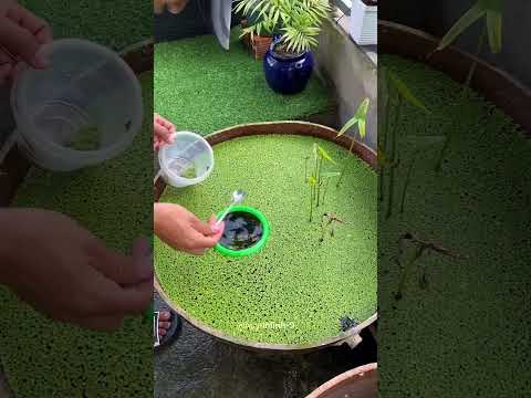 The Sweetest Gift Ever for His Pet Fish! 💙