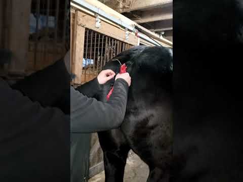 Equine Affaire Fantasia Interview - Kellie & Sam Rettinger from Whispery Pines Percherons