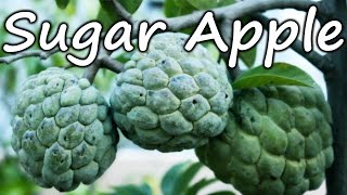 Growing Sugar Apple (Sweetsop) in a Container - Terrace Garden