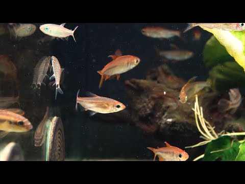 Flammenkongosalmler - Alestopetersius nigropterus