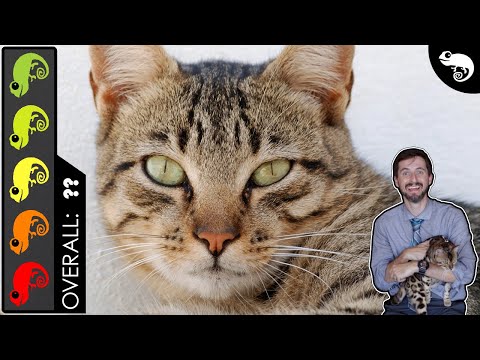 Cat, The Best Pet Mammal?