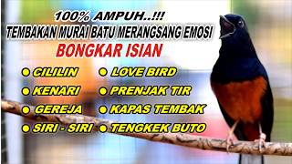 Download lagu 🔴 LIVE 27 - PANCINGAN MURAI BATU FULL ISIAN TEMBAKAN MEWAH, AMPUH MELATIH MURAI BONGKAR ISIAN mp3 Download lagu 🔴 LIVE 27 - PANCINGAN MURAI BATU FULL ISIAN TEMBAKAN MEWAH, AMPUH MELATIH MURAI BONGKAR ISIAN mp3