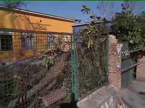 CEPRANO: CADE ALBERO A SCUOLA del 11-02-2015