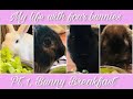 A Day In My Life With Four Bunnies Pt 1 Bunny Breakfast