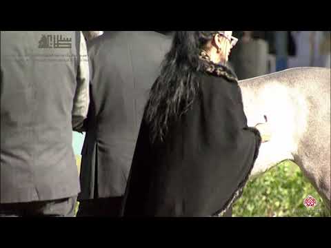 N.17 ASSALAH KH - 2020 PSAIAHF Al Khalediah Show - Yearling Fillies