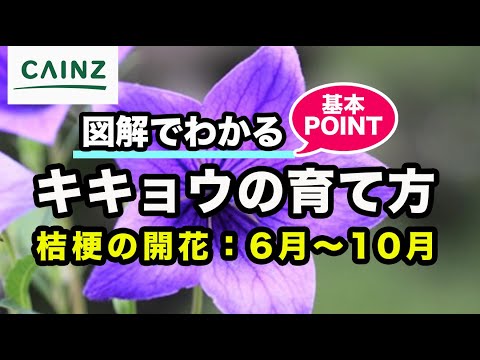 春に良いスタートを切るために、キョウチクトウにいつ肥料を与えればよいでしょうか?なんの天然肥料？  庭園