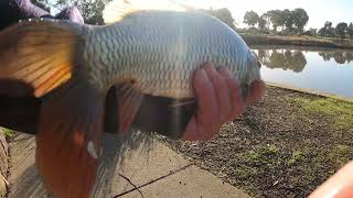 Fishing and Hunting Carp