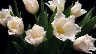 Kenny G - One Breath  2010