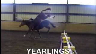 BEAULIEU'S OLYMPIC QUEEN freejumping as  yearling in 2007