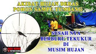 Download lagu Susahnya Berburu Tekukur Di Musim Hujan mp3