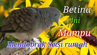 Download lagu 🔴Ratunya memanggil pejantan Suara garing #perkututbetina #perkututgacorbetina mp3