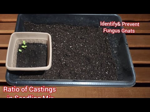 How to Use Worm Castings in Seedling Mix | Identify and Prevent Fungus Gnats