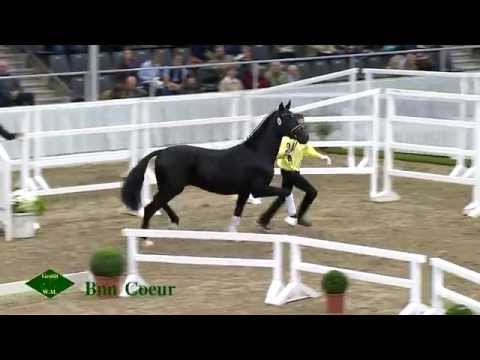 Bon Coeur  - Gestüt W.M. Hengste 2015