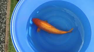 video van Ginrin Orenji Karashi 2112001-05