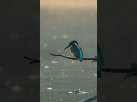 Eisvogel bei der Morgentoilette #eisvogel #kingfisher