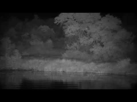 Djuma: Three Hippos leave-going up Central Road - 02:08 - 03/29/2023