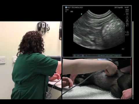 IMV imaging Abdominal Ultrasound Video 5 - Ultrasound exam of the spleen