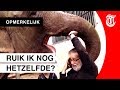 Olifant herkent verzorger nog na 30 jaar