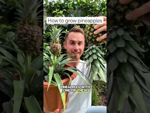 How to grow pineapples #garden #gardening