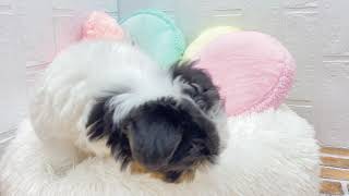 ハーフ犬の動画01