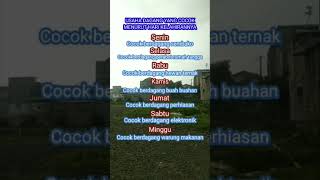 Download lagu Usaha dagang yang cocok menurut hari kelahiran #weton #primbonjawa #ramalan mp3 Download lagu Usaha dagang yang cocok menurut hari kelahiran #weton #primbonjawa #ramalan mp3
