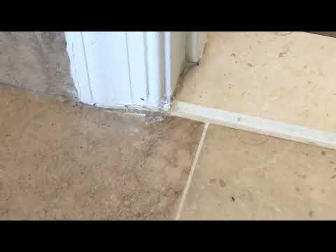 Ants Roaming Around the Bathroom in Skillman, NJ