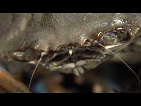 download lagu mp3 mp4 Crab Shack Baltimore Md, download lagu Crab Shack Baltimore Md gratis, unduh video klip Crab Shack Baltimore Md