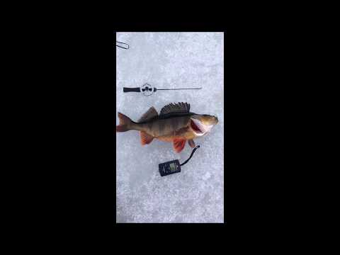 Kalastus - 1.2kg ahvenen vapautus