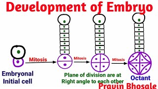 Embryogenesis | Development of Embryo Plants | Pravin Bhosale