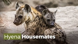 Download lagu Hyena and Warthog Families Share a Home mp3