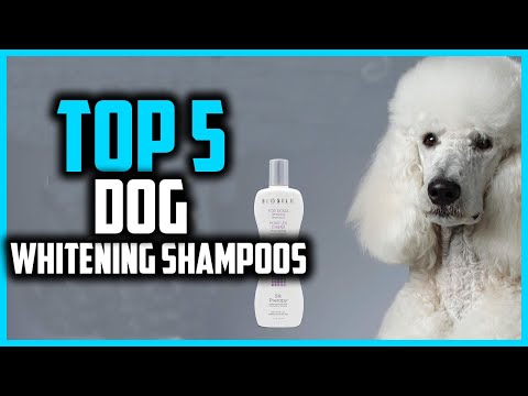 Top 5 Best Dog Whitening Shampoos: Unleash Your Dog's Brightness!