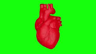 3d Real Heart Beat Looping | Green Screen Background | 4K | FREE TO USE