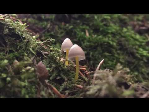 Deepmix Moscow - Meshkov - All You Need Is Love