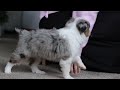Miniature Australian Shepherd dogs for sale: Mia - Video 1